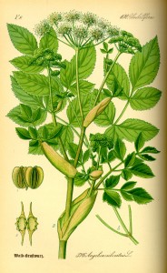 Illustration_Angelica_silvestris0