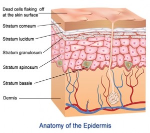 layers-of-epidermis